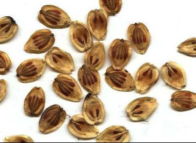 گلپر ایرانی